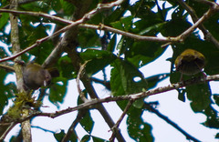 Chlorospingus semifuscus