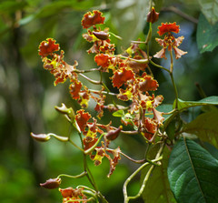 Cyrtochilum serratum