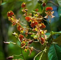 Cyrtochilum serratum