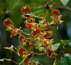 Cyrtochilum serratum