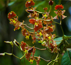 Cyrtochilum serratum