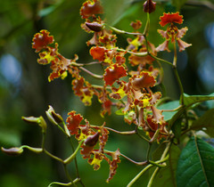 Cyrtochilum serratum