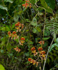 Cyrtochilum serratum