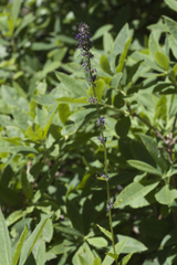 Asyneuma campanuloides