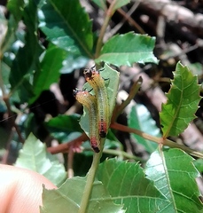 Heteroperreyia
