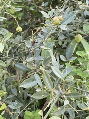 Maerua juncea crustata