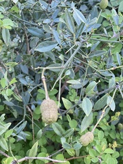 Maerua juncea crustata