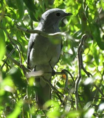 Coracina caesia caesia