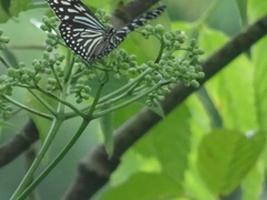 Ideopsis vulgaris macrina