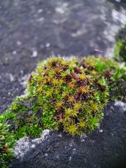 Syntrichia montana