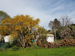 Sophora fulvida