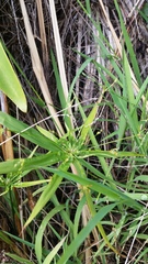 Cyperus albostriatus