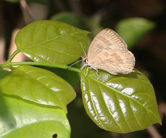 Jamides celeno celeno