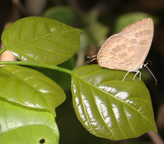 Jamides celeno celeno