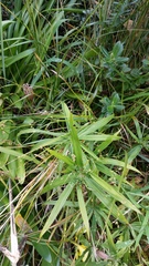 Cyperus albostriatus