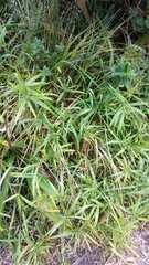 Cyperus albostriatus