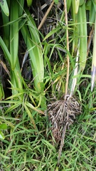 Cyperus albostriatus