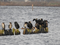 Phalacrocorax carbo