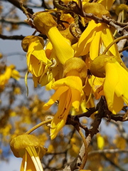 Sophora fulvida
