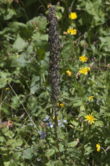Pedicularis atropurpurea
