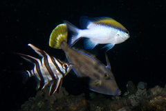 Chromis nitida