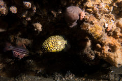 Cleidopus gloriamaris