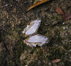 Cyrestis thyodamas thyodamas