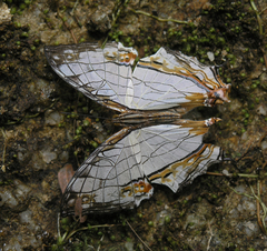 Cyrestis thyodamas thyodamas