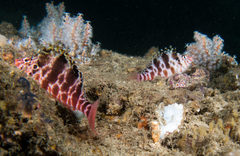 Cirrhitichthys aprinus