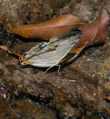 Cyrestis thyodamas thyodamas