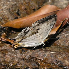 Cyrestis thyodamas thyodamas