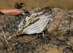 Cyrestis thyodamas thyodamas