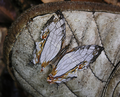 Cyrestis thyodamas thyodamas