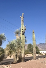 Carnegiea gigantea