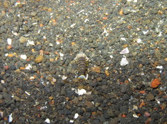 Gnathophyllum americanum