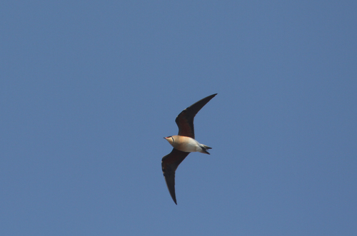 Oriental Pratincole