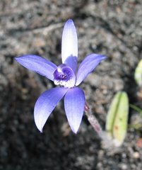 Cyanicula sericea