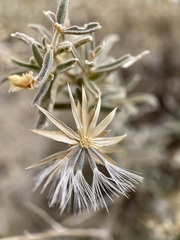 Brickellia venosa