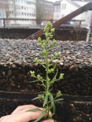 Erigeron