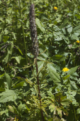 Pedicularis atropurpurea