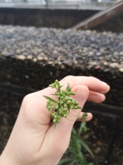 Erigeron