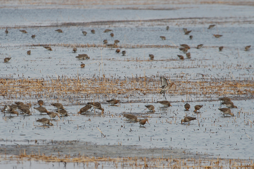Black-tailed Godwit (melanuroides)