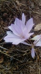 Colchicum feinbruniae