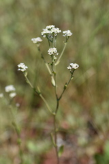 Lepidium cartilagineum