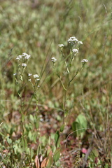 Lepidium cartilagineum