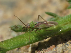 Conostethus venustus