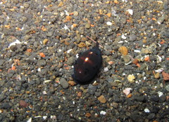 Palmadusta asellus