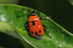 Deraeocoris punctum