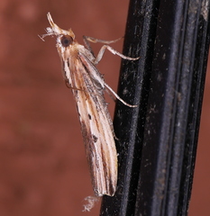 Ancylostomia stercorea