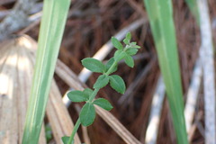 Galium bermudense